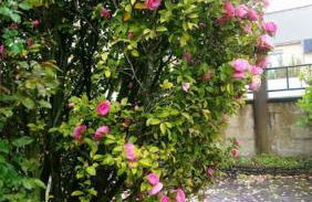 Maison familiale à 10 min du Mont Saint Michel - Foto 28