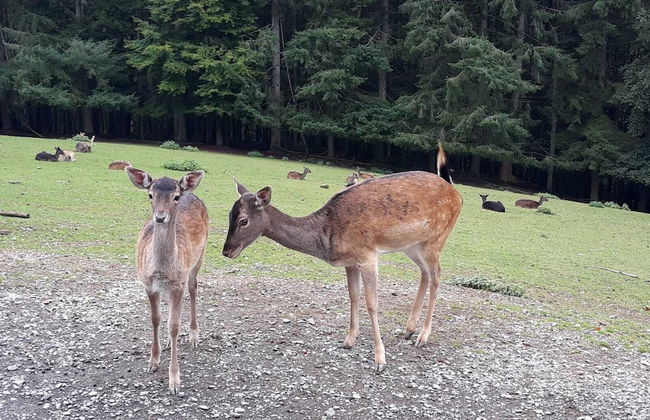 Familiehuis Dolve - Photo 36