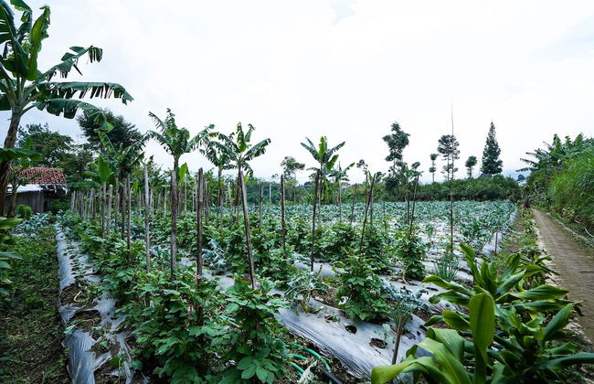 OYO Homes 91006 Eco Tourism Desa Cibodas Areng 5 Syariah - Photo 32