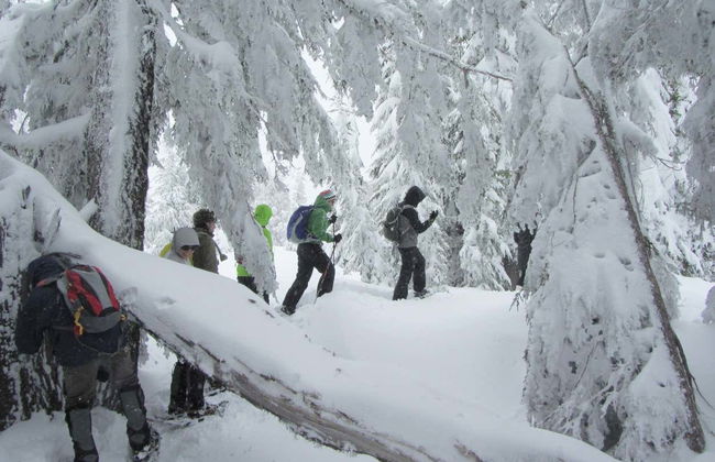 Seward Snowshoeing Tour - Photo 3