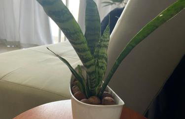 Apartamento aconchegante e bem localizado! - Photo 10