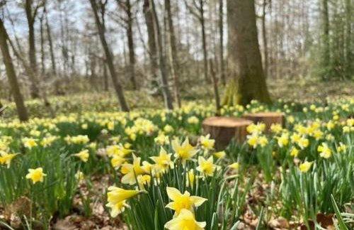 Bluebell Cottage - Foto 8