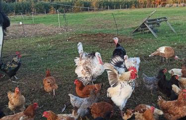 Chabrowa Polana domek - Foto 10