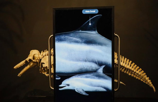 Munba: Museo Nacional de la Ballena - Tour - Foto 6