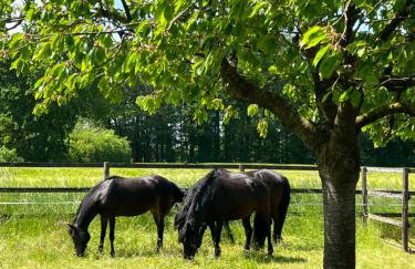 Wohnen auf dem Ponyhof - Photo 20