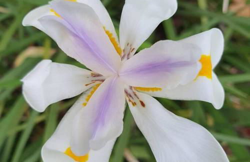 Aurora Homestead - Foto 1