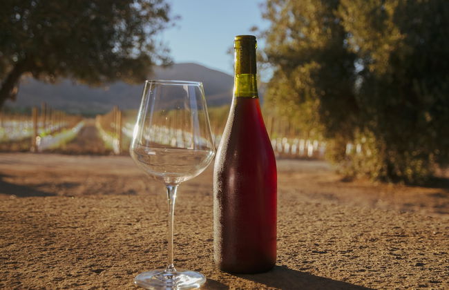 Alma Liebre Viñedos del Valle - Foto 51