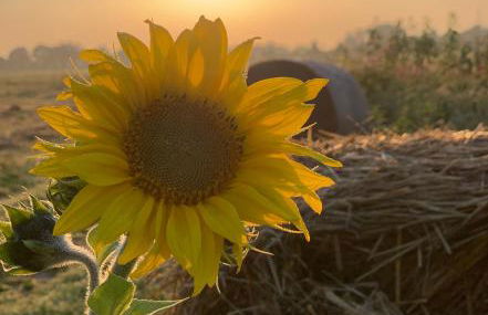 Ferienhaus Spreewald - Foto 14