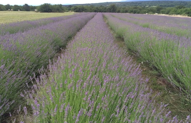 Villa Lavanda in Kriz Sezana With Private Swimpool - Foto 17