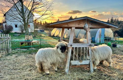 Mosel Urlaub Stabenhof - Whirlpool, Natur und Grill - Foto 42