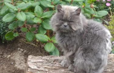 Charming House in Parada with Large Garden - Foto 46