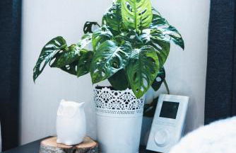 Auszeit am Alfsee, inklusive Dinopark und Indoorspielplatz - Foto 17