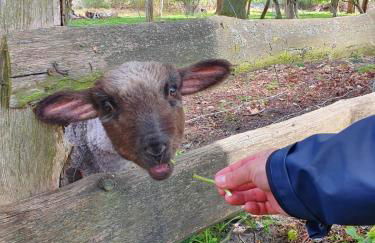 Apartment Altes Pfarrhaus in Plau am See - Foto 54