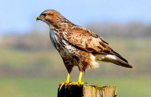 Wilf's Barn, romantic cottage with free parking - Foto 30