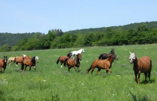 Ferienhaus Kleine Auszeit - Foto 9