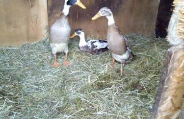 Schäferwagen auf'm Minibauernhof in Munster - Foto 23