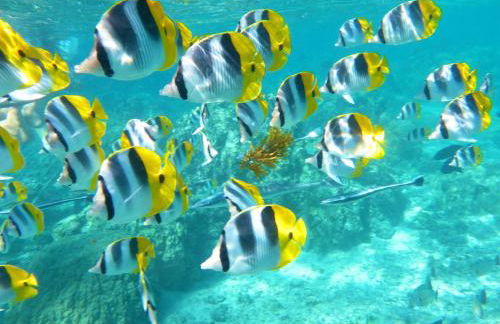 Waipouli Beach Resort H305 - Foto 33