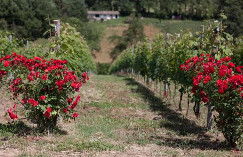 Palazzo Tronconi agriturismo - Foto 6