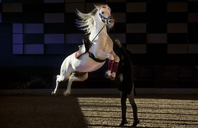 Lipica Horse Farm & Škocjan Caves Excursion - Photo 5