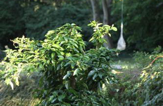 Chalet Forsthof Everstorf - Foto 41