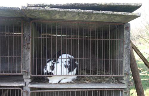 Gîte spacieux et confortable au Val d'Ajol, à proximité de Plombières-les-Bains, animaux de ferme ! - FR-1-589-139 - Foto 13