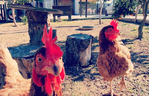 Villa Rufol - Foto 28