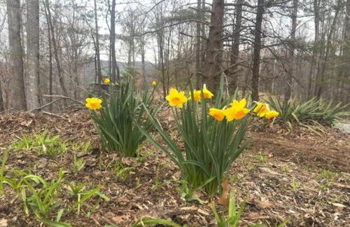 Charming Cabin with Incredible Mountain Views - Foto 35