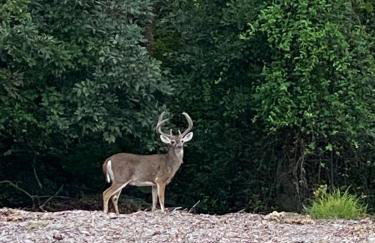 Bucks County Home Farm Philadelphia Dog Friendly - Foto 66