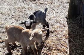 Cork Hills Farmhouse - Foto 7