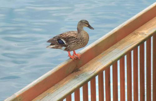 Boathouse Condo, Downtown Destin Harbor, Private Beach Access, Waterfront, on Golf course, Water Taxi pickup - Photo 15