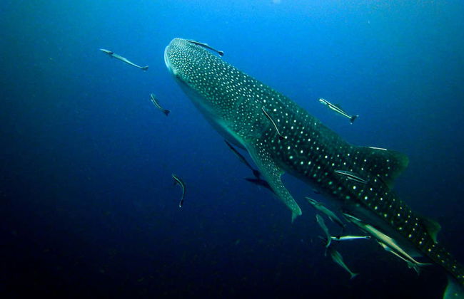 Nado con tiburones ballena - Foto 2