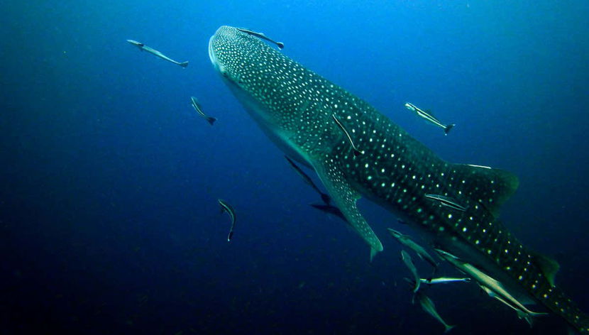 Tiburón ballena nadando