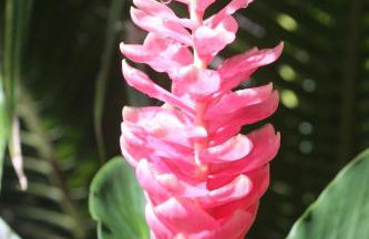 Jardim UIXA - Foto 43