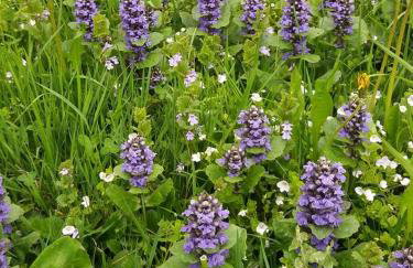 Miętowy Anioł - Foto 62