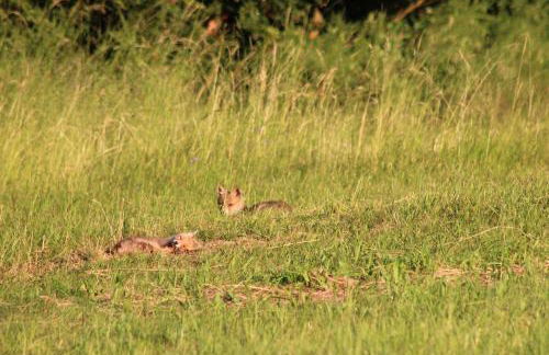 fewogriebelschied - Foto 37