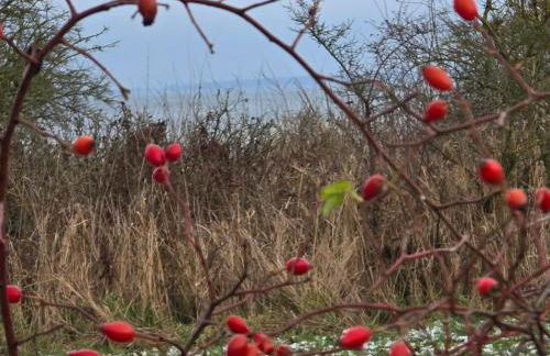 Ferienwohnung Feldblick - Foto 2