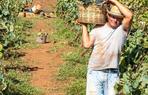Longère des Galinoux - Photo 36