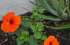 Serena Home - Foto 6