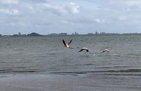 Fantastic, Front line, Penthouse Apartment with amazing views - Foto 42