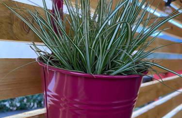 Zwischen Mosel und Weinbergen - Foto 28