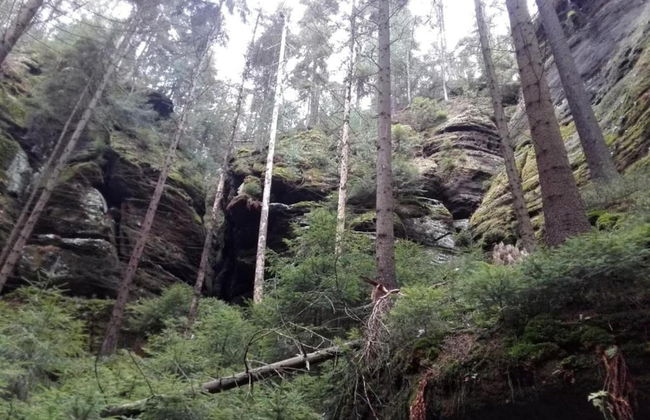 Forest Escape With Garden - Foto 36