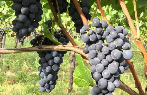 Ferien- Und Winzerhof Simon - Photo 35