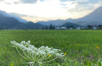 Ferienwohnung Kranzhornblick - Alpenmagie Suites - Foto 25