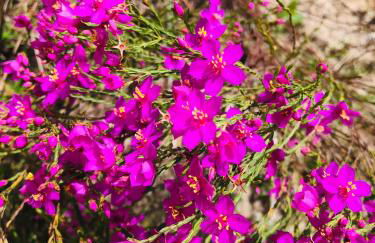 Casinha colibri - Photo 32