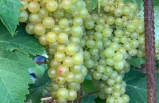 Casa colon - Foto 20