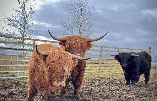 Loch Shin Glamping Pods - Foto 30