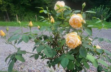 Leśne Wzgórze nad Soliną - Foto 31