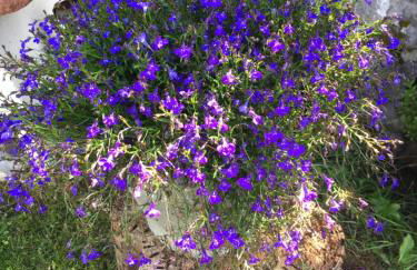 Villetta "Il Grillo" - Foto 8