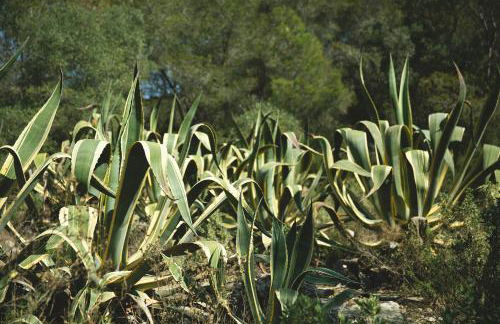 MASIA BARTOMEU Rural house between vineyards 2km from the beach - Foto 30