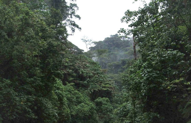 Kimakia Tea Cottages - Foto 23